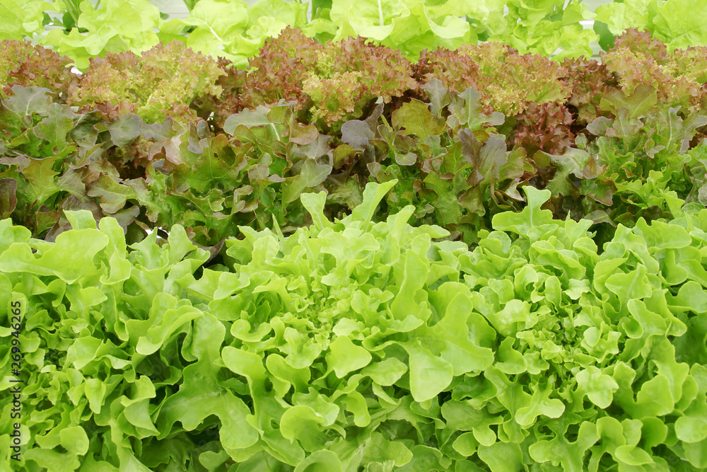 Varieties of Fresh Organic Vegetables in Hydroponic Farm Varieties of Fresh Organic Vegetables in Hydroponic Farm