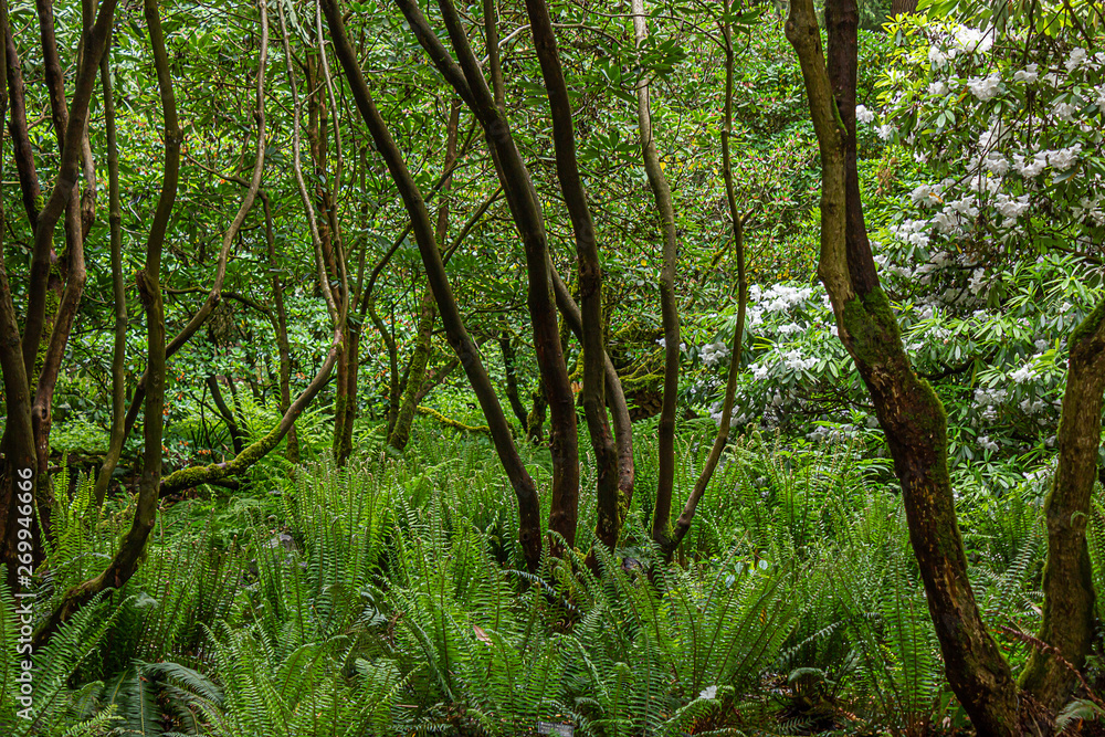 trunks and branches of rhododendron forest in washington trunks and branches of rhododendron forest in washington