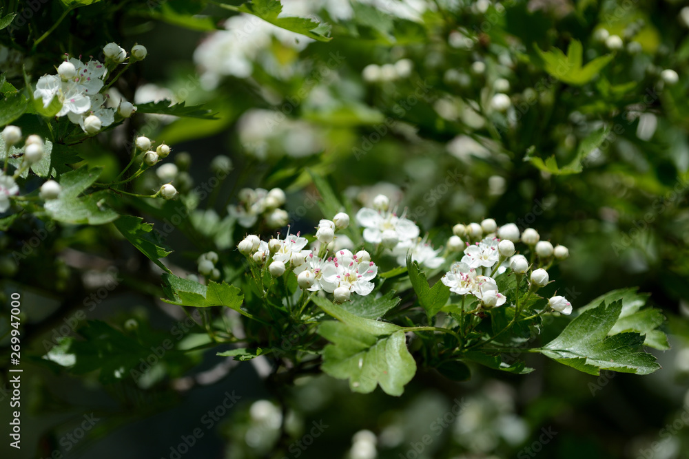 Hawthorn flowers in the forest on a bright sunny day Hawthorn flowers in the forest on a bright sunny day