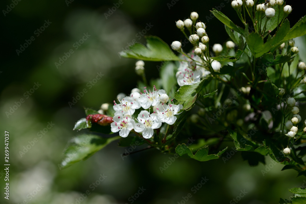 Hawthorn flowers in the forest on a bright sunny day Hawthorn flowers in the forest on a bright sunny day