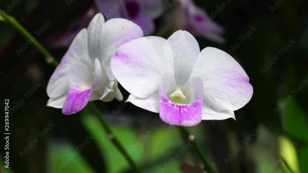 Close Up beautiful Purple and White Orchids flower blooming in orchid garden, Nature Background Close Up beautiful Purple and White Orchids flower blooming in orchid garden, Nature Background