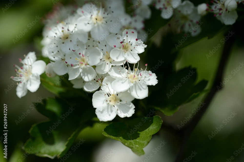 White hawthorn flowers illuminated by the sun close up White hawthorn flowers illuminated by the sun close up