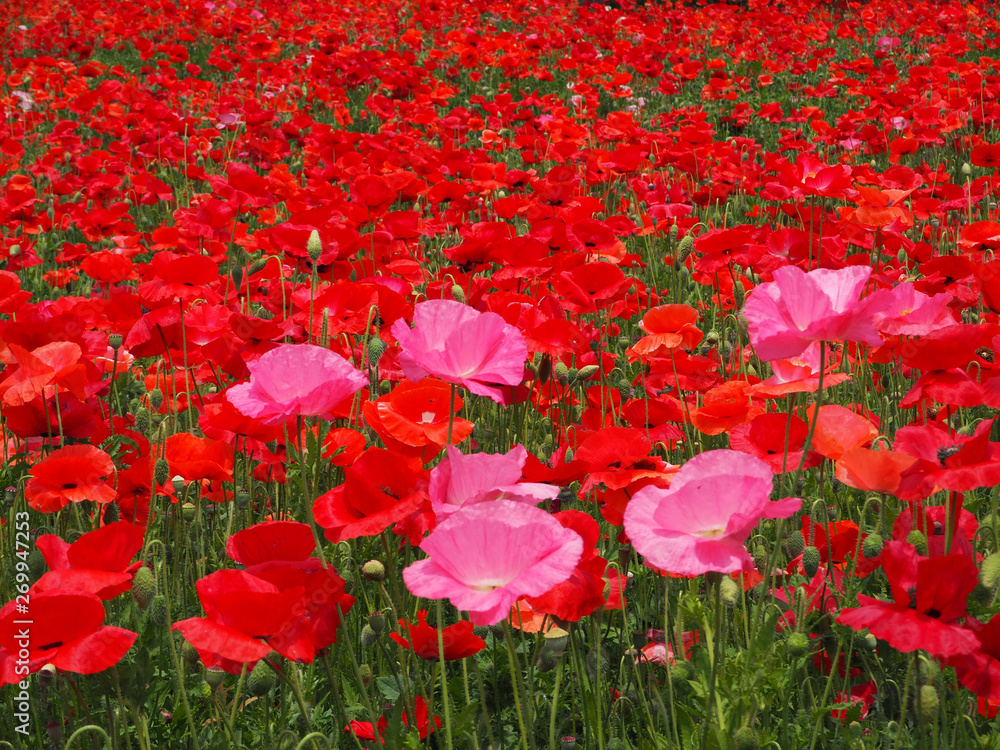 Obraz premium シャーレーポピー