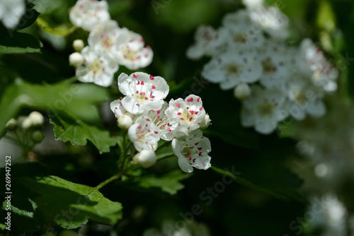 White hawthorn flowers illuminated by the sun close up