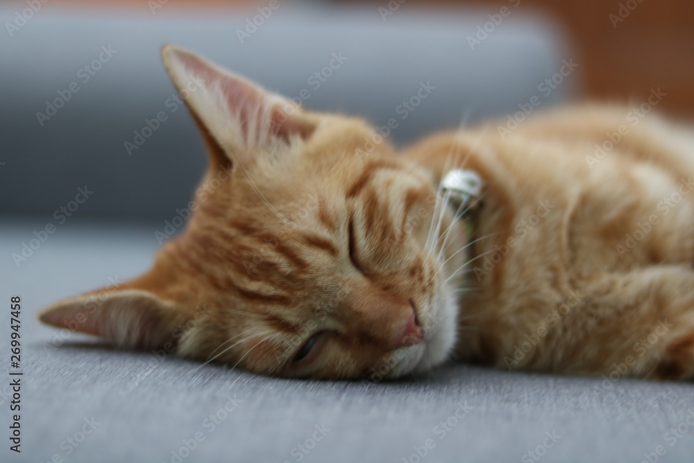 cat lying on bed