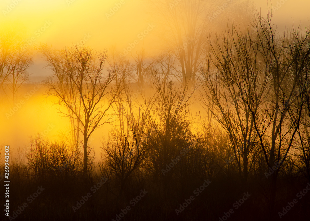 Fototapeta premium 641-70 Sunrise Fog in the Trees