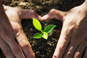 hand holding young tree for planting. concept eco earth day