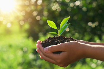 eco earth day concept. hand holding young plant in sunshine and green nature background