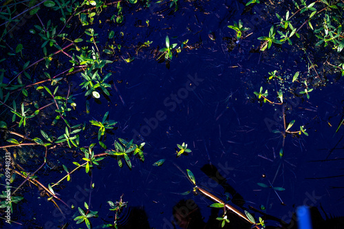 abstract floral background