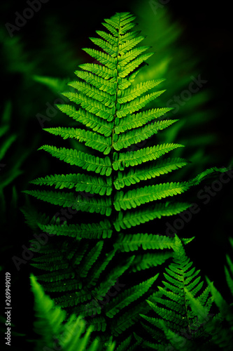 Bright fern leaves in low key contrast