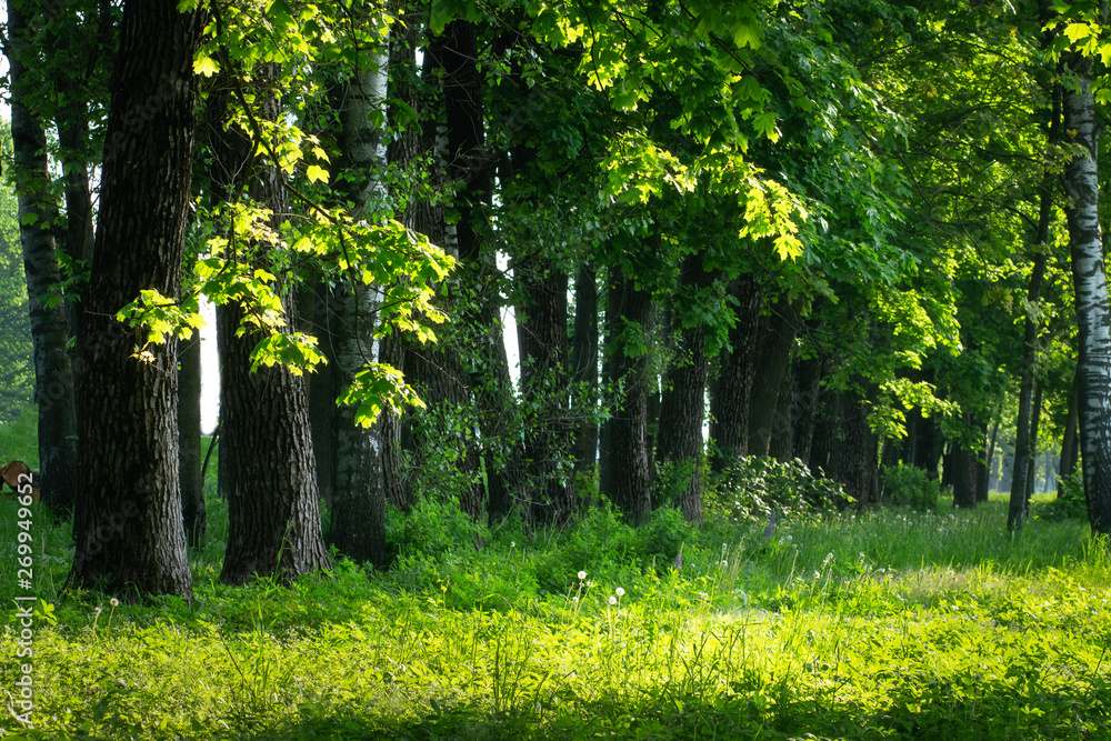 Fototapeta premium Forest. Summer green forest. Forest nature background. Green trees on grassy meadow