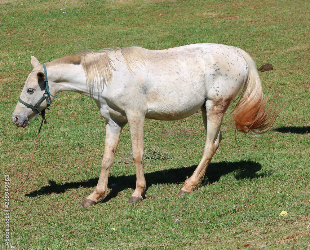 mare and foal mare and foal