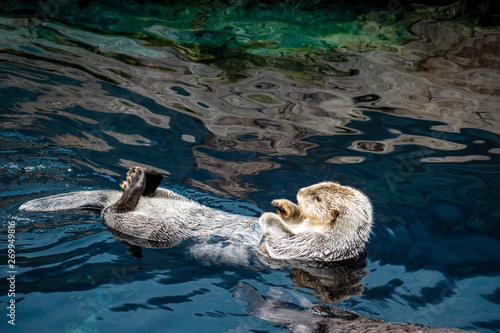 sea ​​otter, Lisboa, March 2019