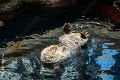 sea ​​otter, Lisboa, March 2019
