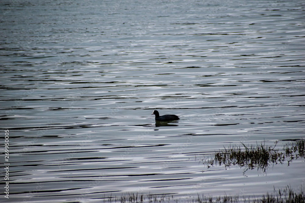 Lake Furnas ,Sao Miguel, Azores Lake Furnas ,Sao Miguel, Azores