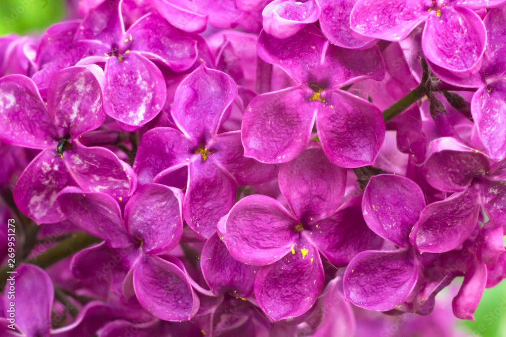 Lilac in the spring sunny garden Lilac in the spring sunny garden