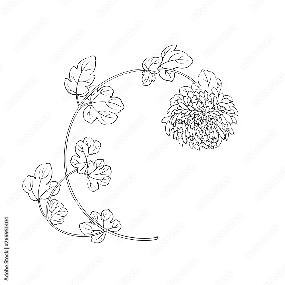 Illustration of chrysanthemum flowers, digital art, black and white.