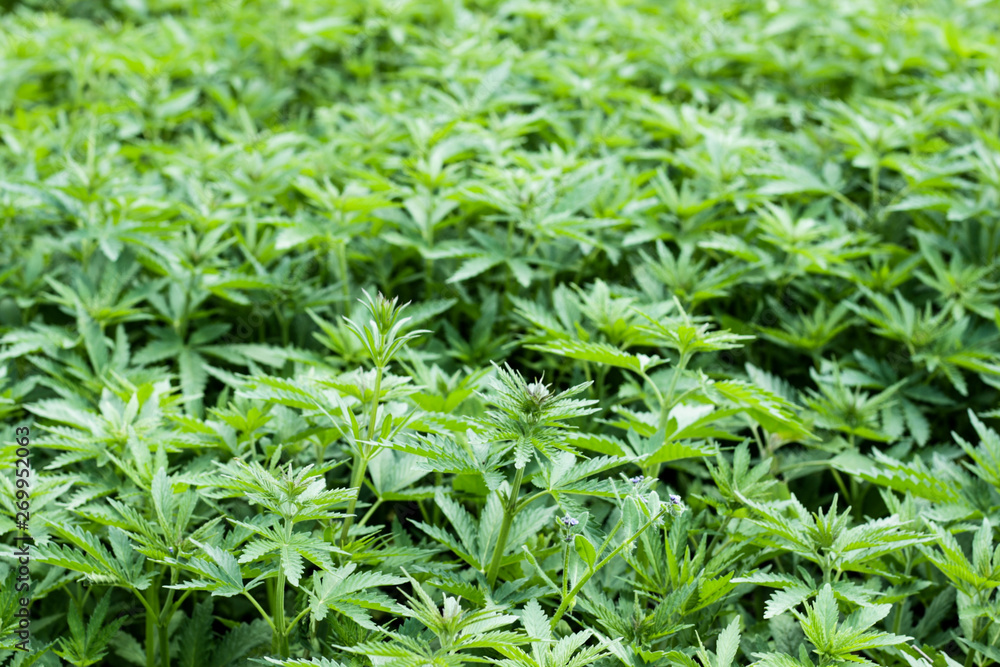 Hemp field on a bright sunny day.. Cannabis sativa. Hemp field on a bright sunny day.. Cannabis sativa.