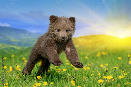 Fotografia Brown bear cub playing on the summer field