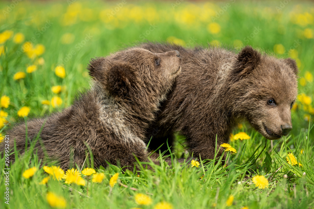 Brown bear cub playing on the summer field Brown bear cub playing on the summer field
