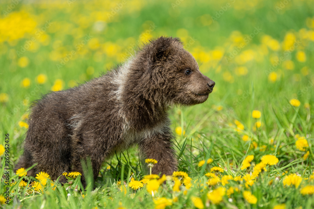 Brown bear cub playing on the summer field Brown bear cub playing on the summer field