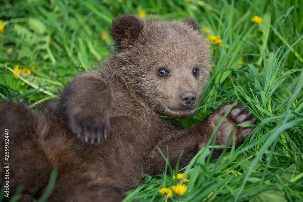 Fototapeta premium Brown bear cub playing on the summer field