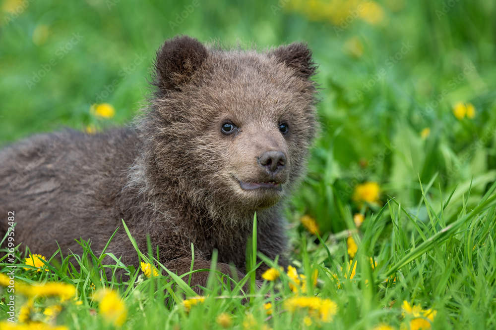 Naklejka premium Brown bear cub playing on the summer field