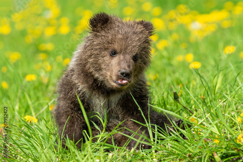 Brown bear cub playing on the summer field