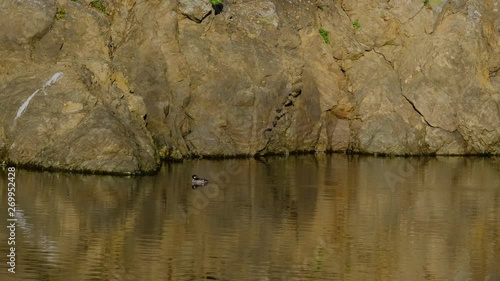 funny small duck swimming solo in very calm waters reflecting the rocky cliff shoreline, dives down and disappears temporarily