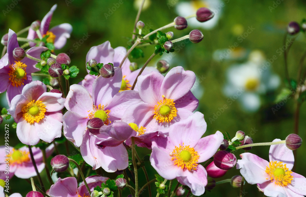 シュウメイギクの可憐な花が咲く シュウメイギクの可憐な花が咲く