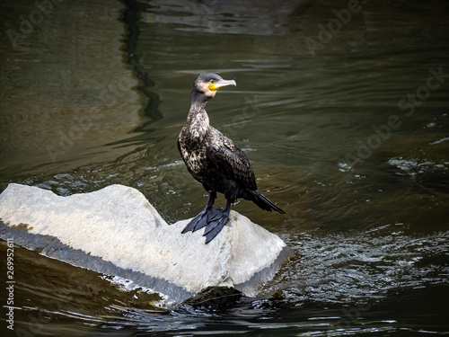 Japanese cormorant standing on concrete 7 photo