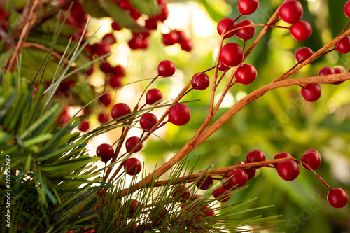 A fake red berry and pine Christmas season plant