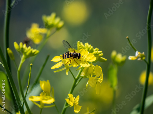 common flower fly on yellow flowers 1 © Hanstography