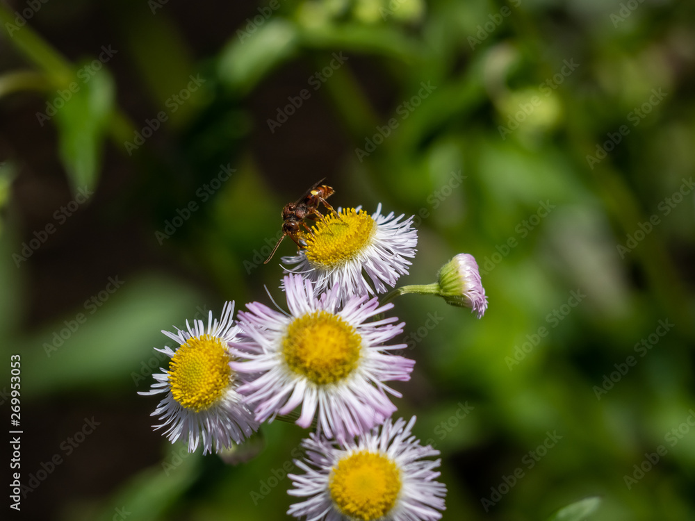 Obraz premium nomad bee on white fleabane flowers 1