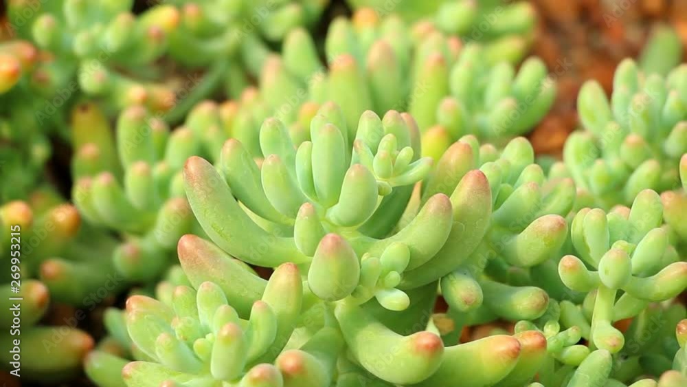 Beautiful succulent in the garden , Chiangmai Thailand Beautiful succulent in the garden , Chiangmai Thailand