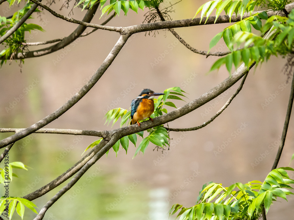 Common Kingfisher perched in a tree 4 Common Kingfisher perched in a tree 4