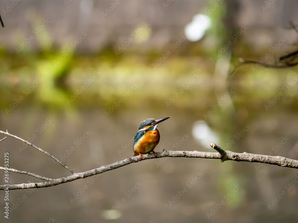 Common Kingfisher perched in a tree 8 Common Kingfisher perched in a tree 8