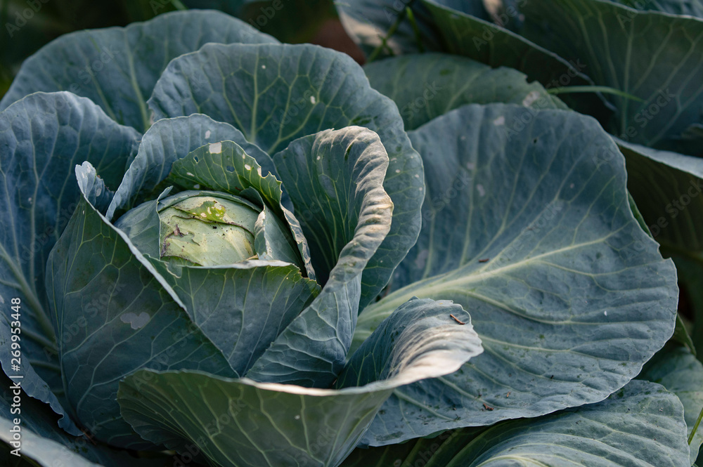 Obraz premium Cabbage plant headed out