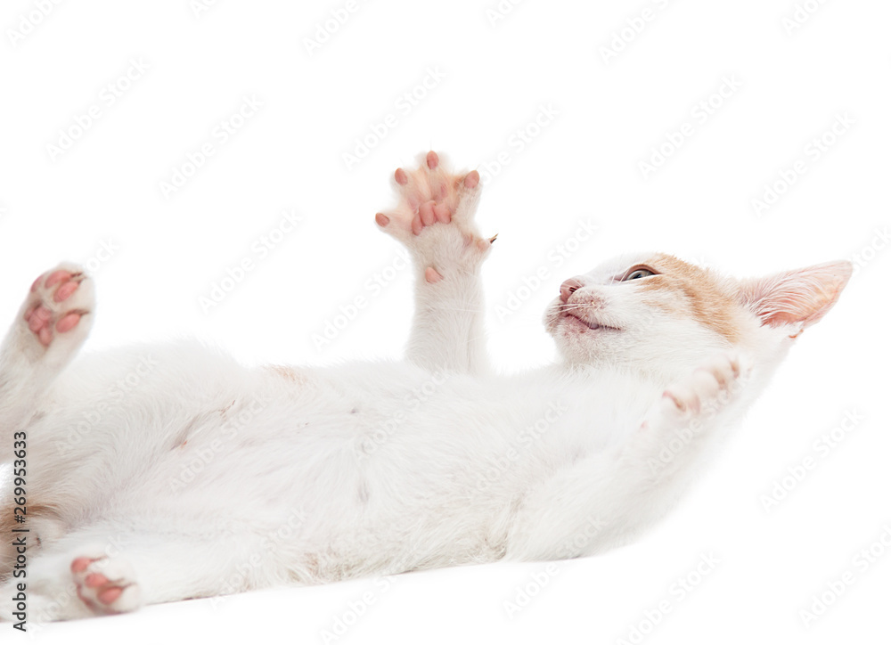 white kitten playing on a white background white kitten playing on a white background