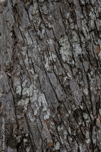 Vertical tree bark background