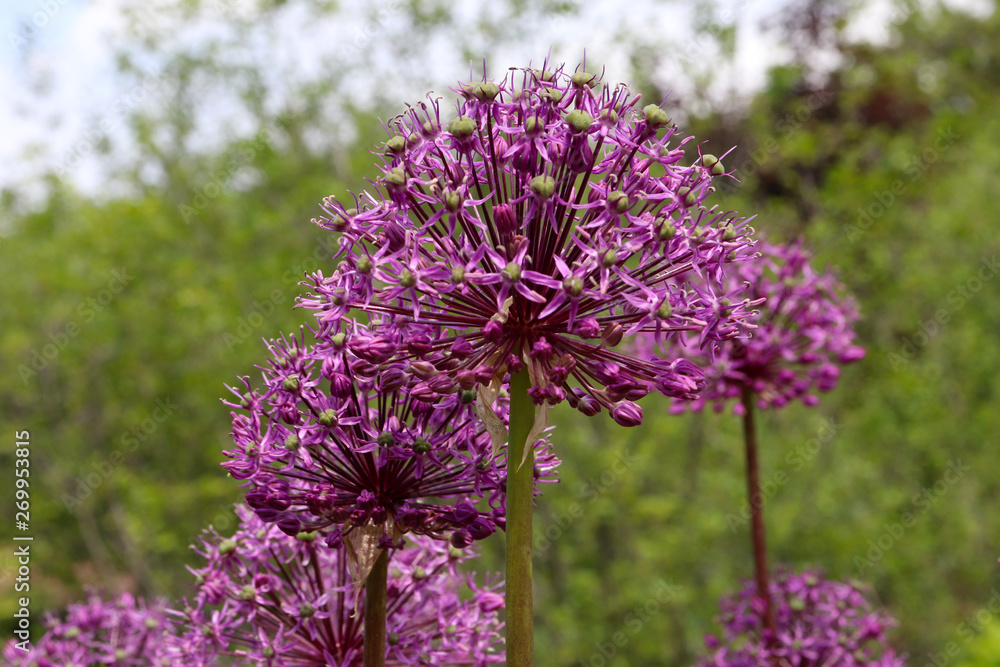 Obraz premium Allium Purple Sensation