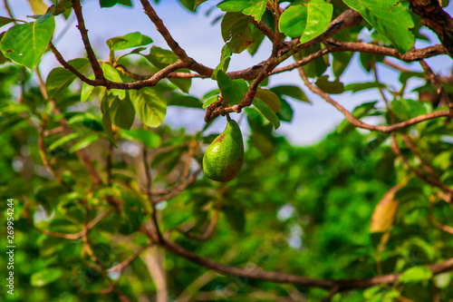 Organic avocado in tree in its natural state