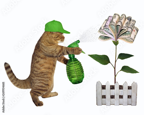 The cat gardener in a green cap with garden water sprayer is watering the money flower. White background. Isolated.