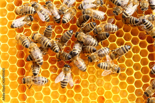 Bienen arbeiten an der Honigwabe