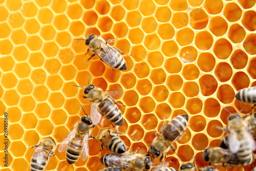 einzelne Bienen auf der Honigwabe