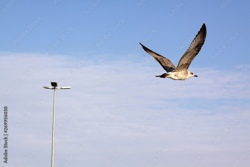 Obraz premium The concept of free flight. Seagull hovers in the sky .