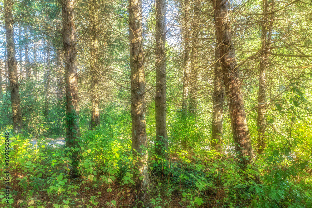 Trees in forest Trees in forest