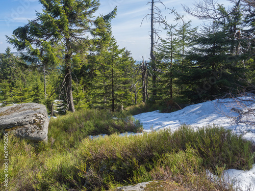 Jizera Mountains jizerske hory panoramic landscape, view from ridge of holubnik mountain with lush green spruce forest, trees, boulders and blue sky background, springtime with snow remains