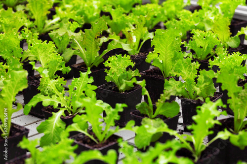 Organic seedling or sapling lettuces in the field, lettuce cultivation, green leaves