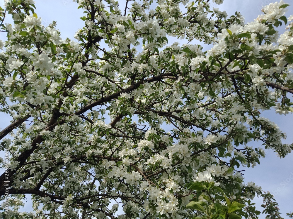 Цветение яблони